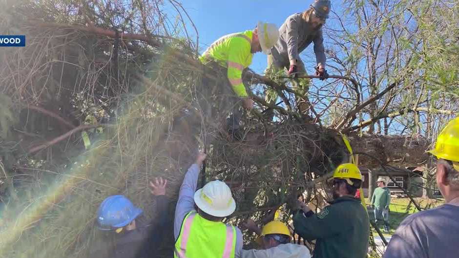NH native, USFS smokejumper helps cut down national Christmas tree