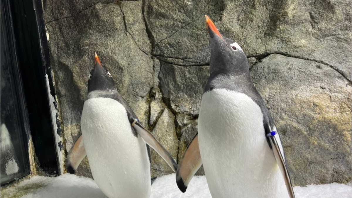 Sphen, one half of world-famous gay 'penguin power couple,' dies at age ...