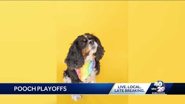 Springdale photographer hosts Pooch Playoffs for Humane Society - Vimarsana News