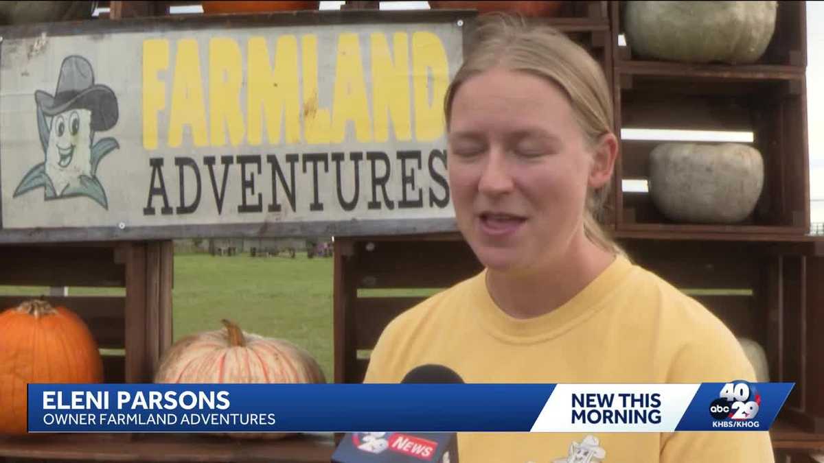 Springdale farm buys thousands of pumpkins after poor harvest - KHBS