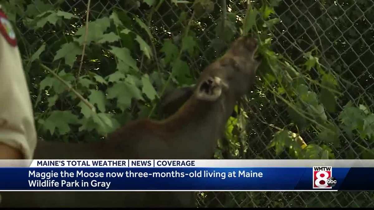 Maggie the Moose drawing large crowds at Maine Wildlife Park