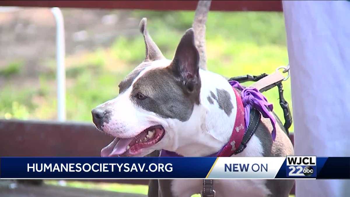 Humane Society for Greater Savannah hosts 'Dog Days of Summer' fundraiser
