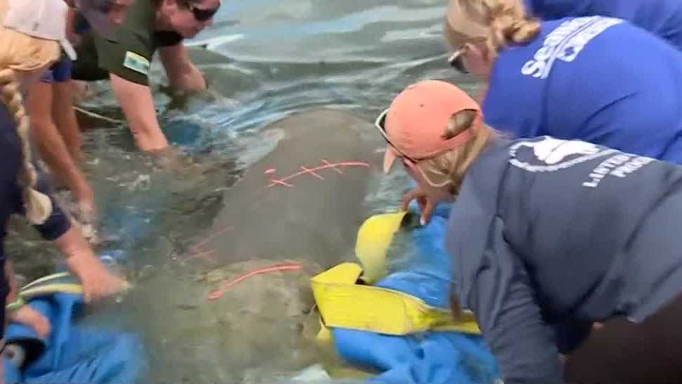 Manatee released back into Florida waters after months of rehabilitation