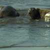 Rescued seal pups released back into the wild from Maine beach