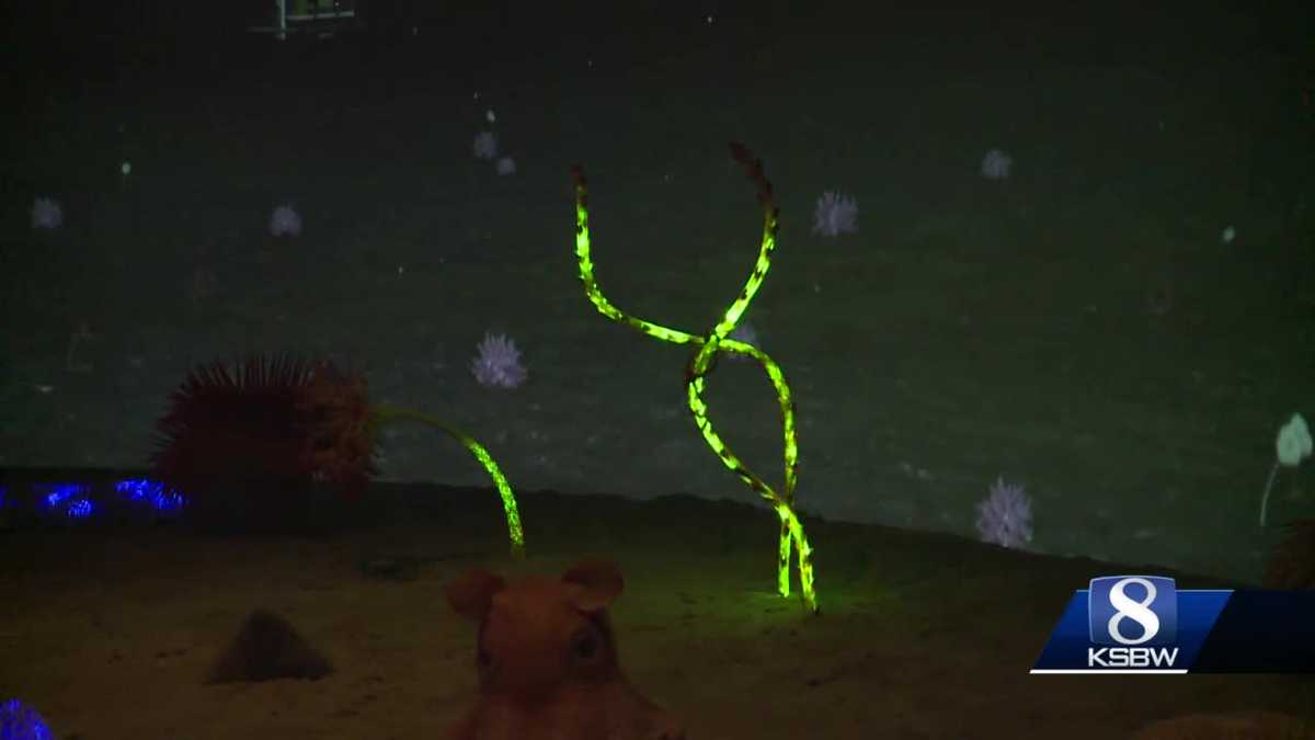 Monterey Bay Aquarium's opens new deep sea exhibit