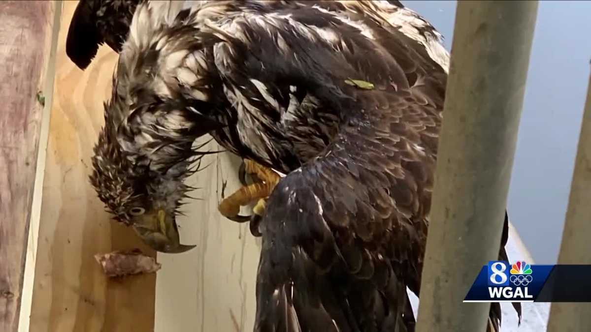 LEAD POISONING a concern for birds of prey in Pennsylvania