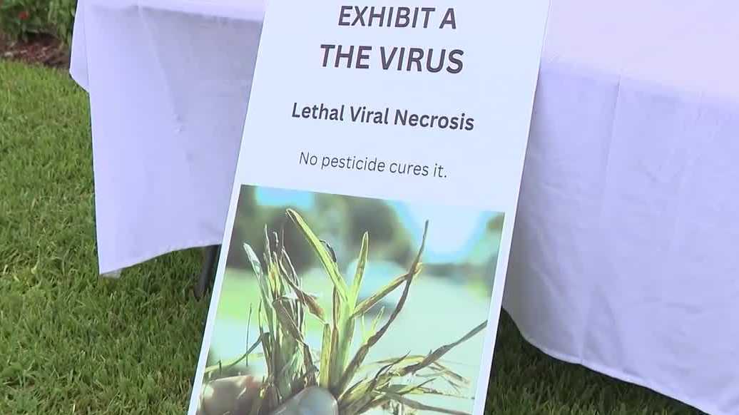Grass virus detected in Naples community - WBBH