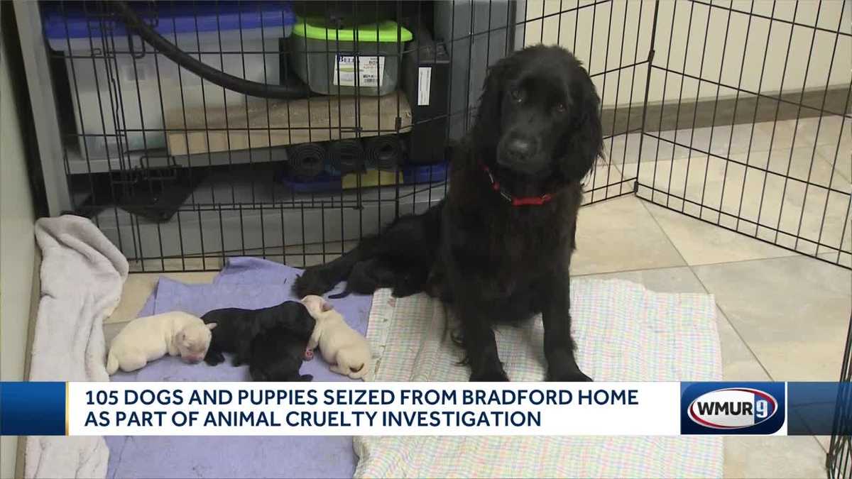 Puppies, dogs seized from Bradford home now in shelters