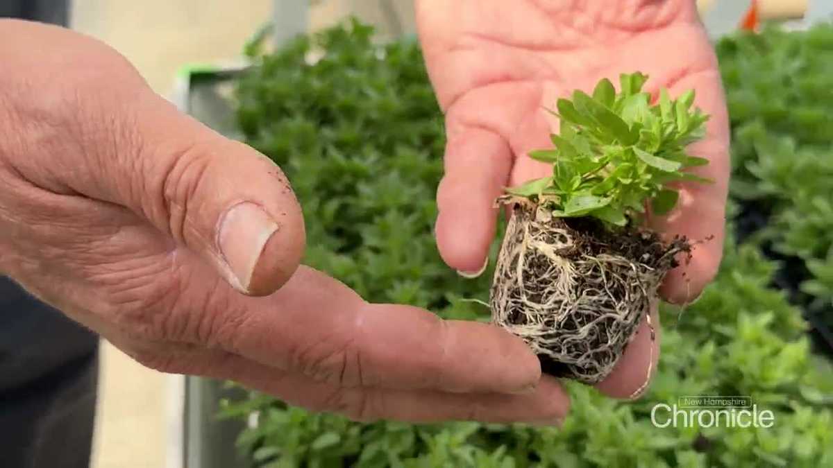 Signs of spring from potholes to pansies in New Hampshire