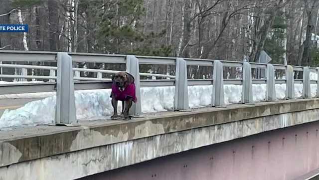 NHSP locate owner of dog found alone on a bridge in Shelburne NH - Vimarsana News