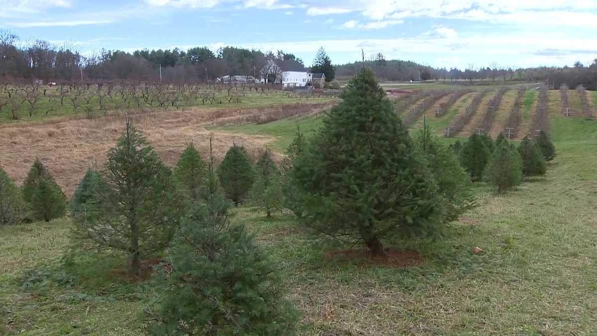 Drought could make Christmas tree shopping more difficult, expensive