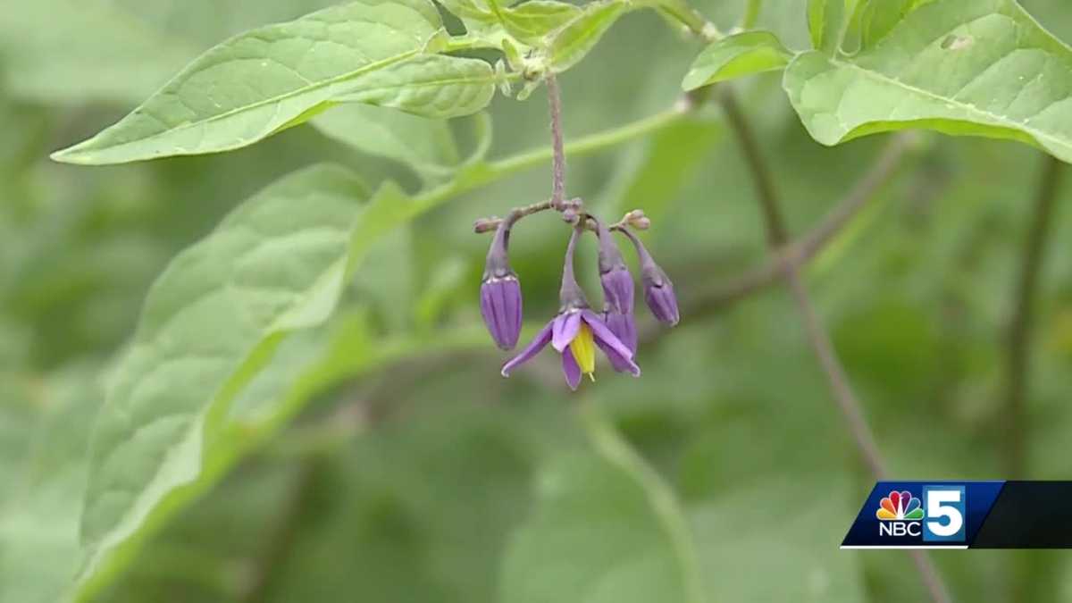 Deadly nightshade causing death of dogs