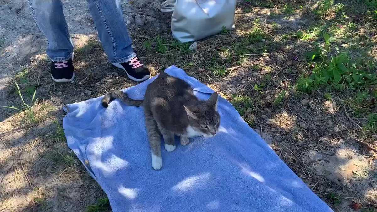 Investigators seek clues in rash of fatal cat shootings