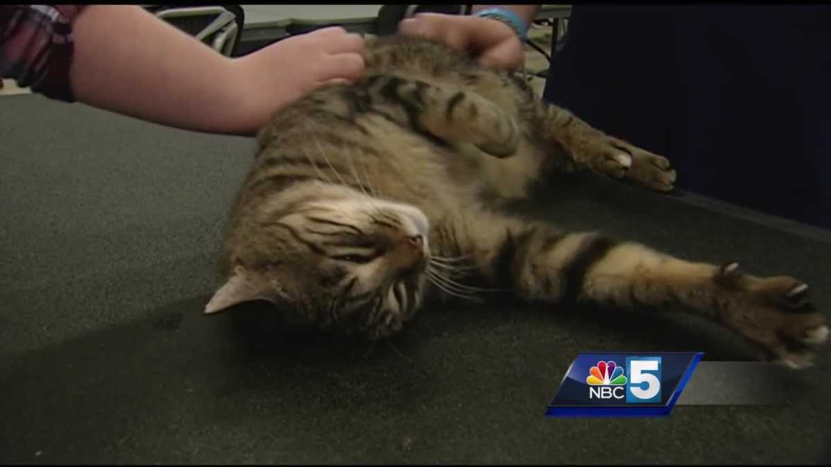 Plattsburgh students prepare formerly stray cats for adoption