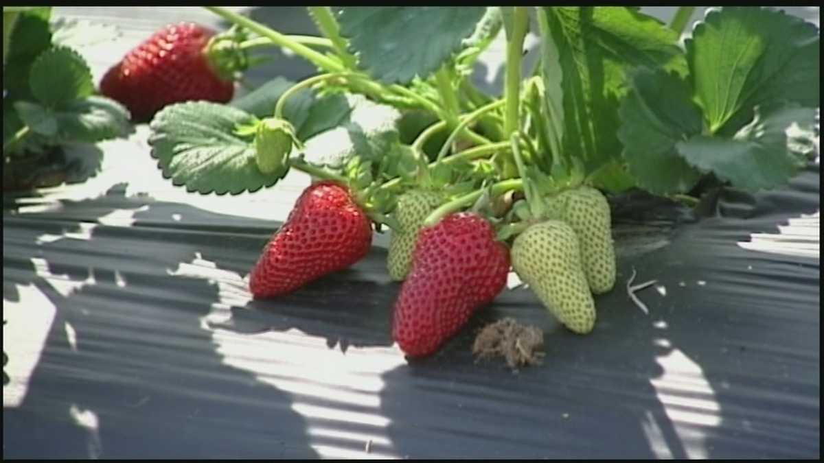 Good time to go strawberry picking!