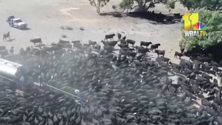Cows crowd around water truck during drought
