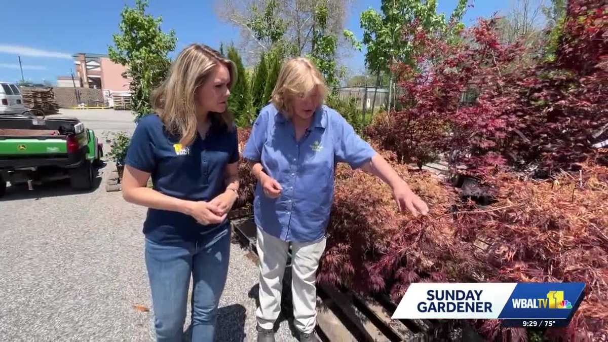 Valley View Farms: Advice on pruning trees with freeze damage