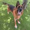 Mutts and Meows: 8-year-old King up for adoption at Gulf Coast Humane Society in Fort Myers
