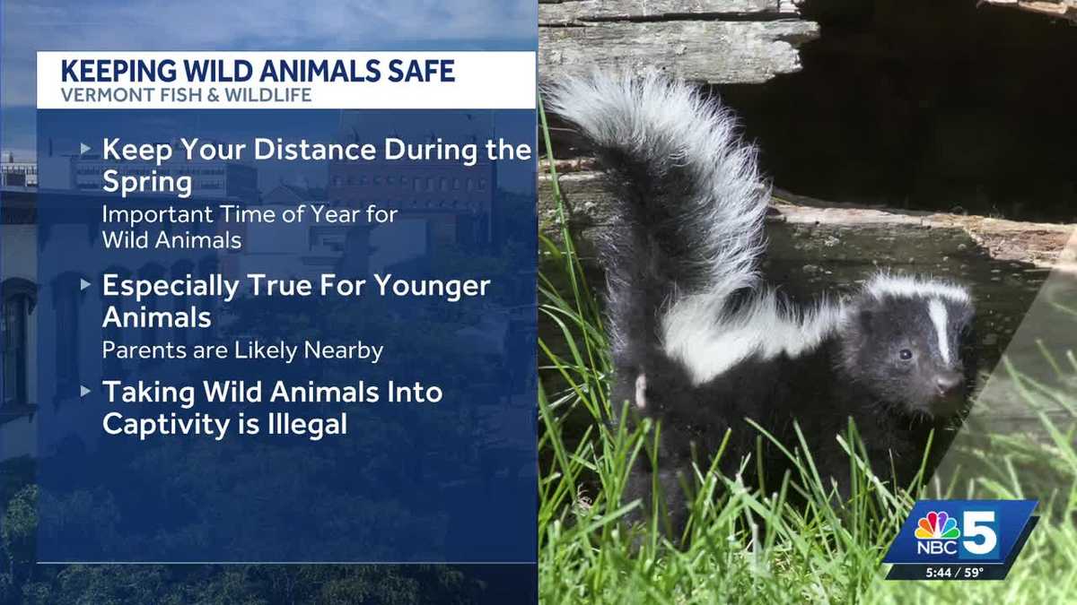 Wildlife officials urge residents to keep distance from animals