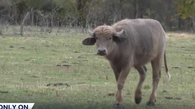 Waukee family sponsors Phill the water buffalo in honor of late daughter