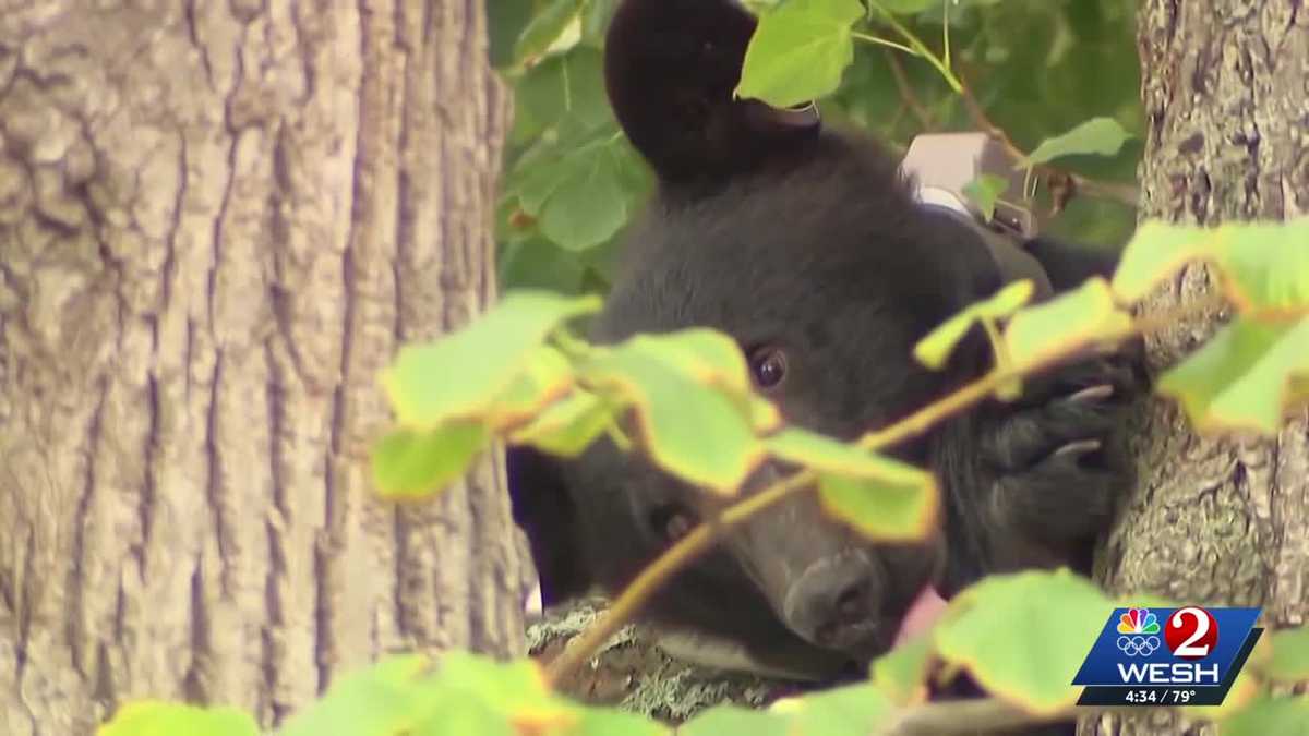 Florida's black bear hunt ends with few details revealed | What we know: