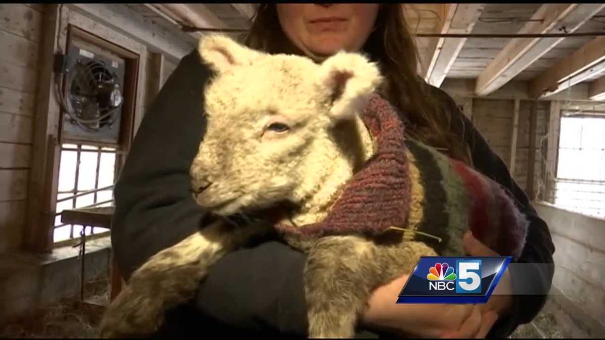 Baby lambs wear sweaters to keep warm in winter cold