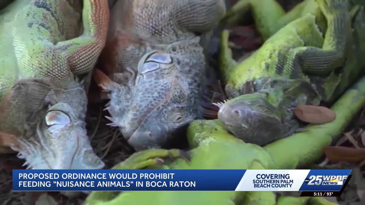 Boca Raton passes ordinance to curb feeding of nuisance animals like iguanas, pigeons, rats, mice
