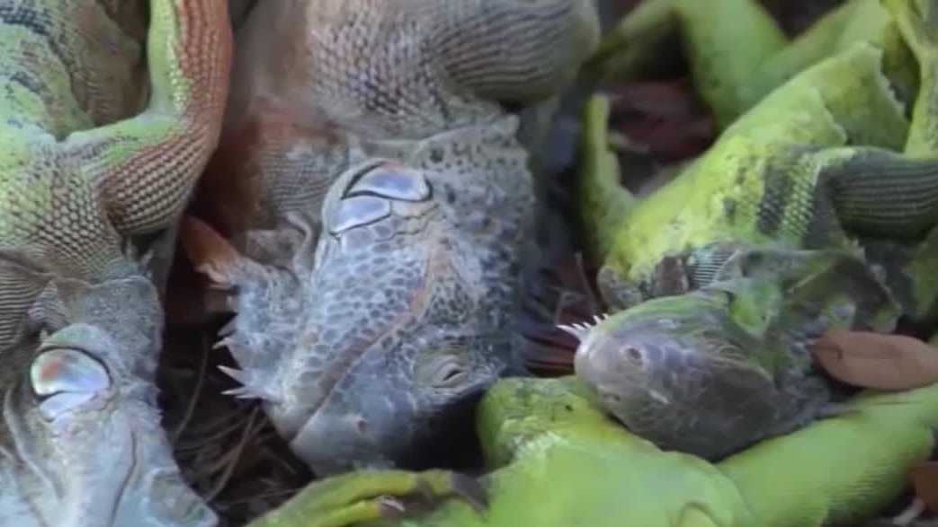 Boca Raton passes ordinance to curb feeding of nuisance animals like iguanas, pigeons, rats, mice