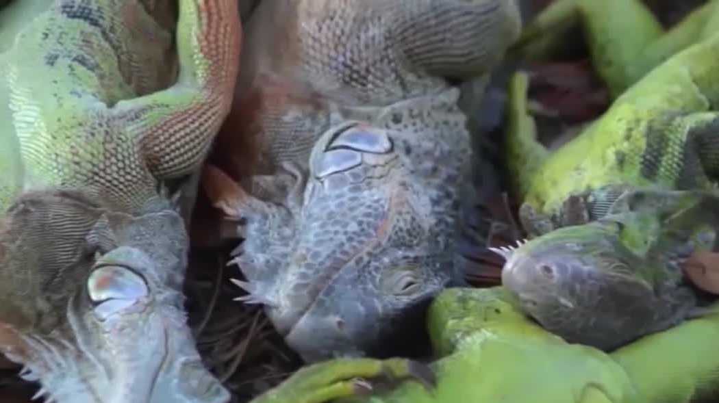 Boca Raton proposed ordinance looks to ban feeding 'nuisance animals' including rats and iguanas