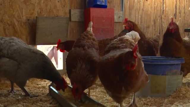Battling bird flu in Wright County - Vimarsana News