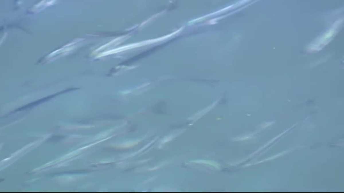 Giant school of anchovies swimming in Monterey harbor