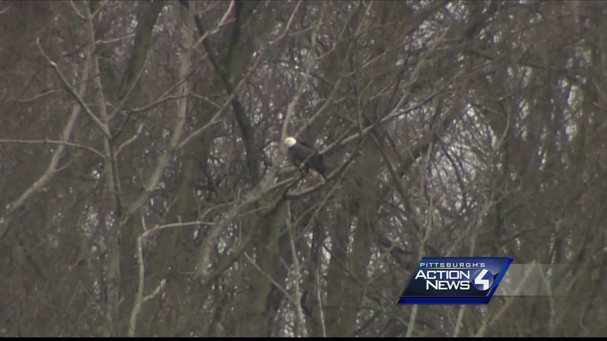 Hay bald eagle nest destroyed