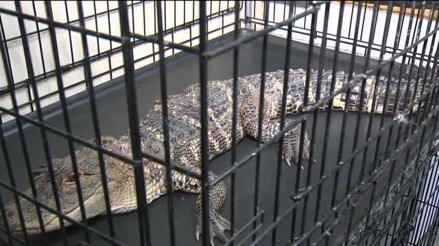 Local animal rescue calls for donations for Nate's Reptile Rescue - Vimarsana News
