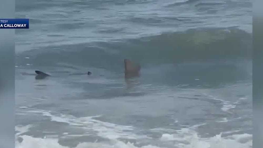 Hilton Head Island: Shark spotted close to shore