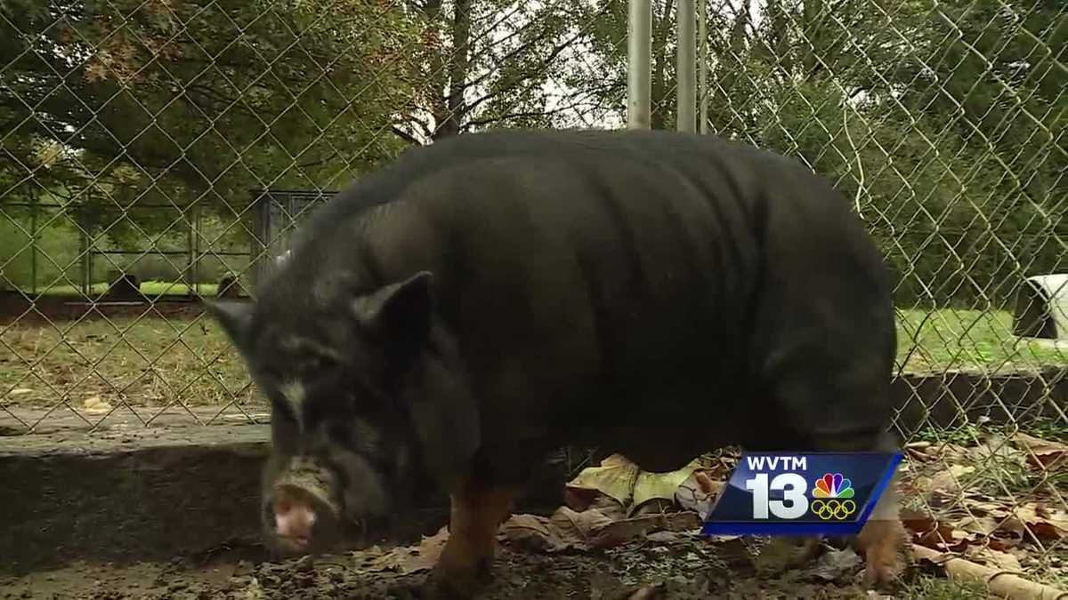 200pound pig at Chilton County Humane Society needs new home
