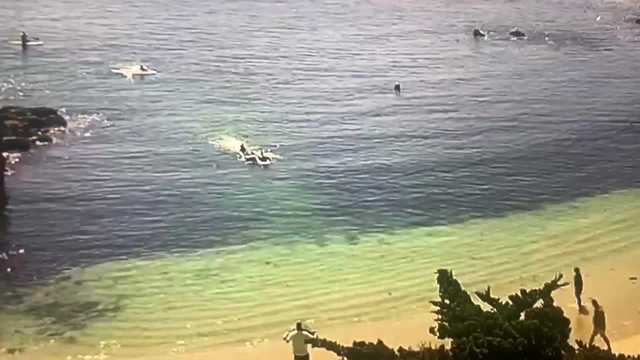 California shark attack victim rescued by good Samaritans - Vimarsana News