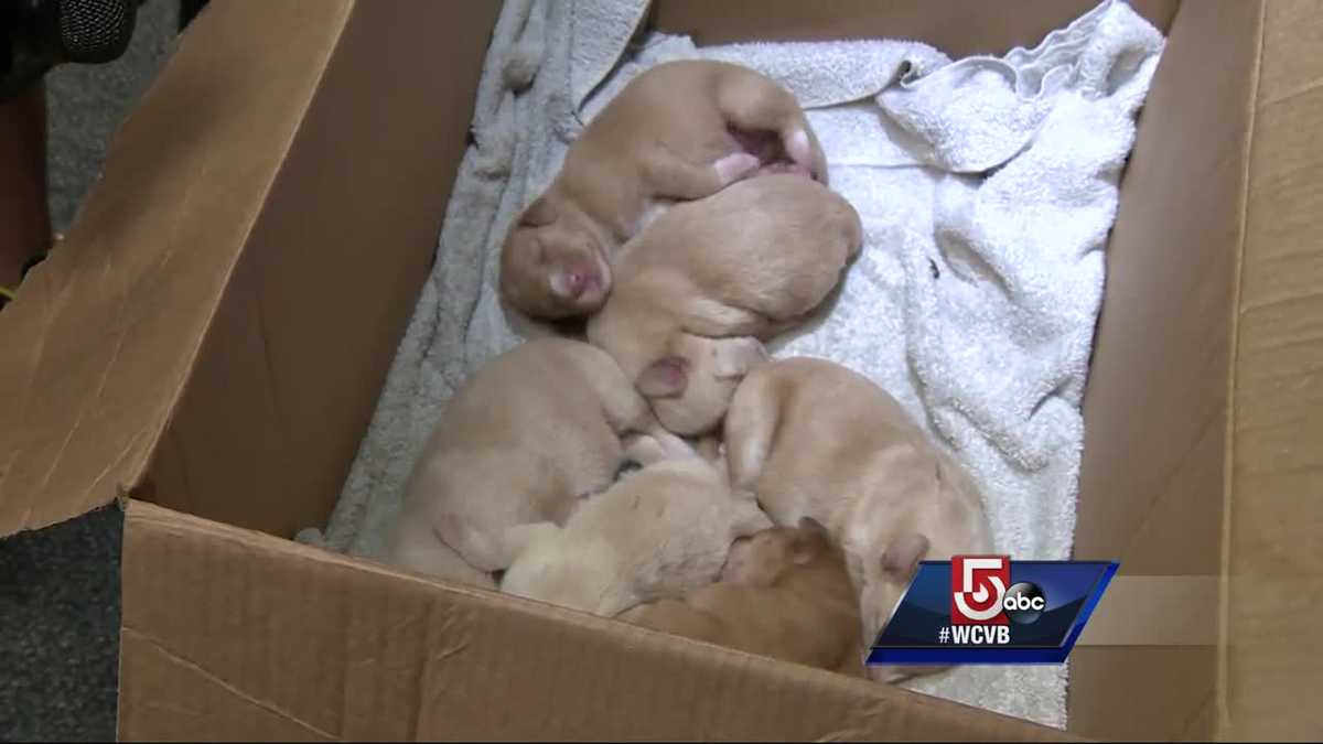'It's senseless' Newborn puppies left for dead rescued