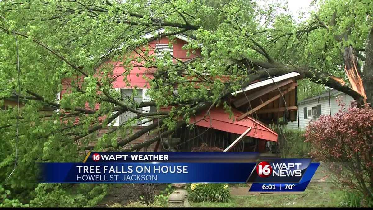 Family barely escapes falling tree