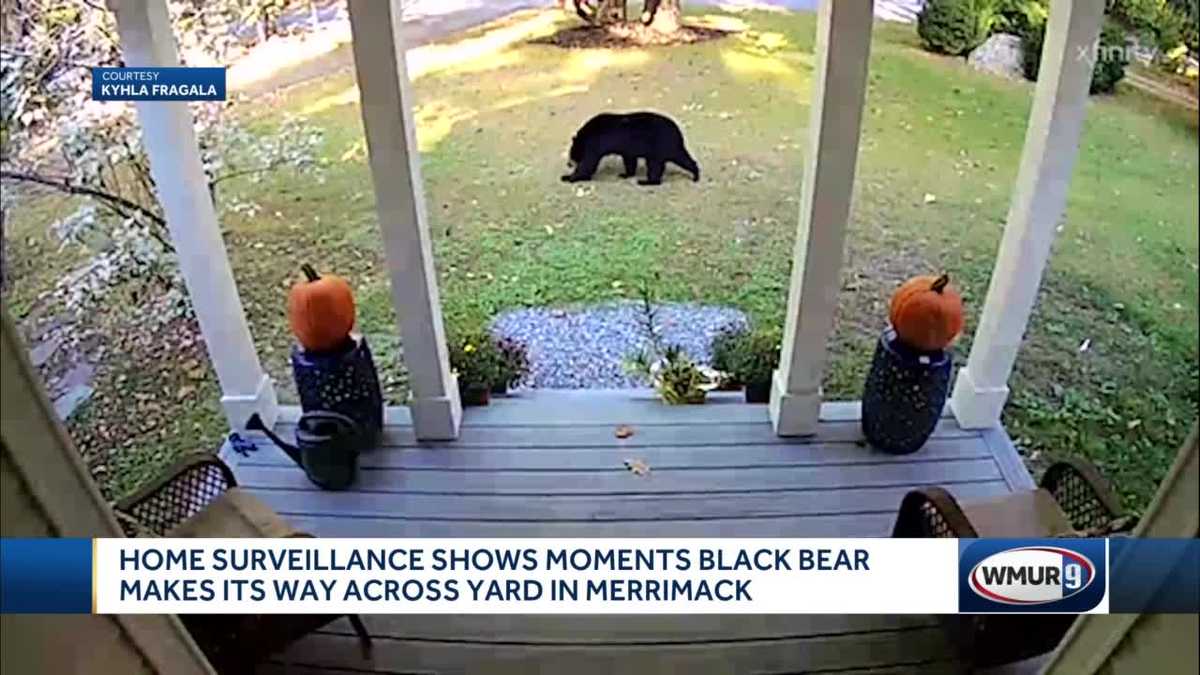 Black Bear Caught On Surveillance In Merrimack Yard