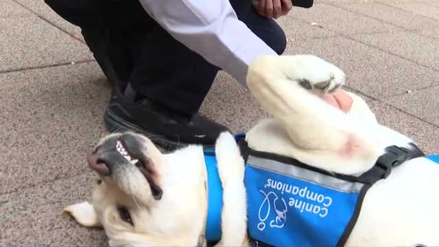 Douglas County Attorney Office Victim Assistance Unit adds facility dog to staff - Vimarsana News