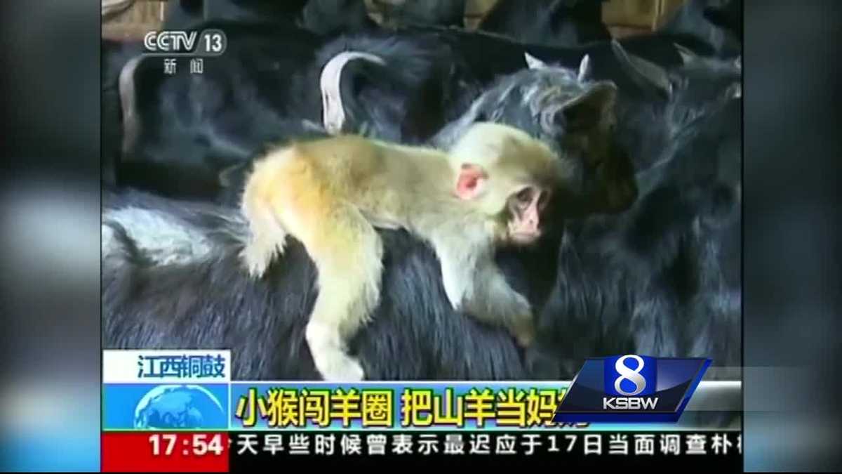 Animal Stories with Dan Green: a goat riding monkey