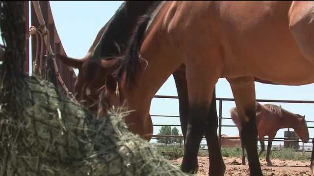 Coming full circle: Giving abused horses a second chance at life - Vimarsana News