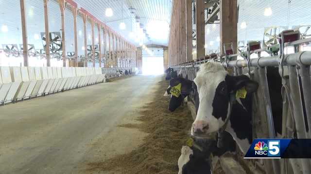 New York leaders kiss a cow to raise funds for domestic violence prevention - Vimarsana News