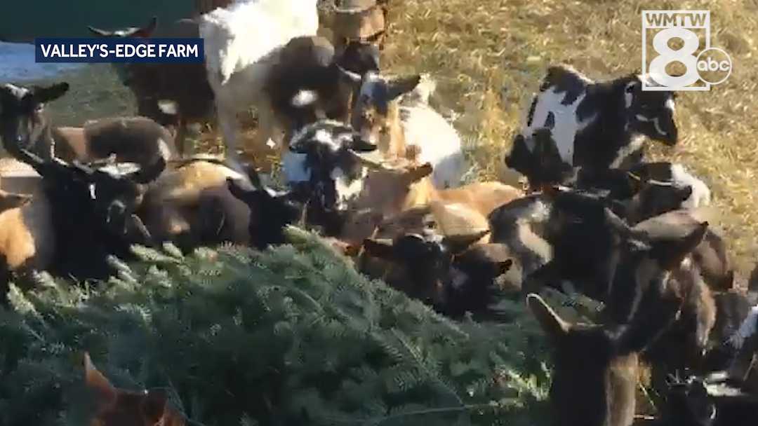 Yum! Maine goats go crazy for Christmas tree treat