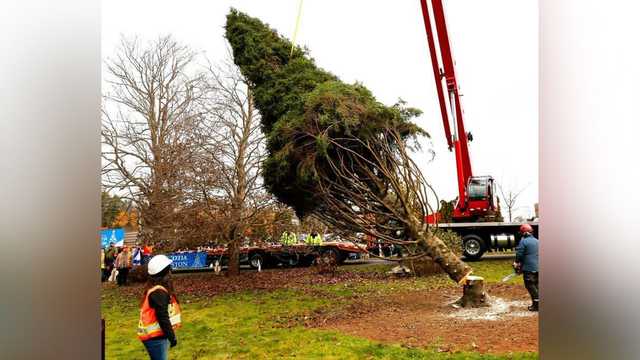 Boston's Christmas tree cut down in Nova Scotia - Vimarsana News