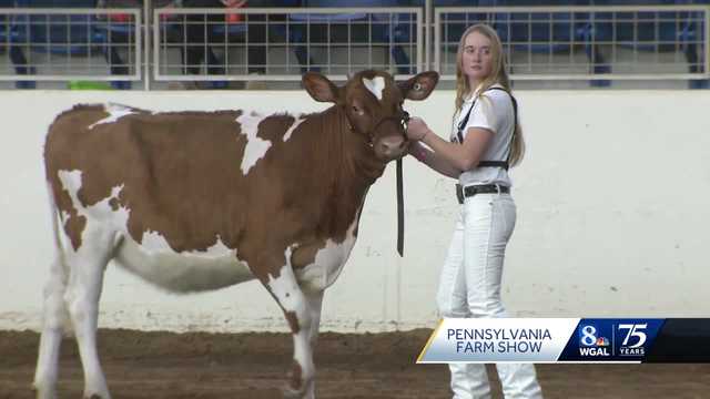 Cows strut their stuff during showmanship contest at Pa. Farm Show - Vimarsana News