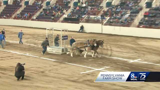 Pa. Farm Show pony pulling contest displays horses' phenomenal power - Vimarsana News
