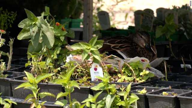 Mama mallard makes her nursery in a grocery store garden center - Vimarsana News