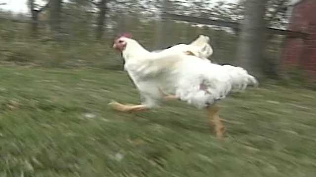 RETRO FIND: Chicken with four legs who beat the odds 