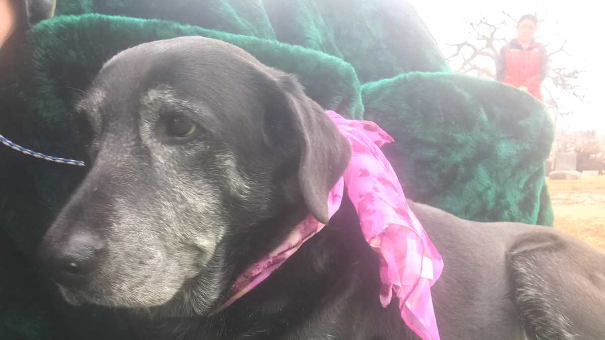 Grieving senior dog found next to dead owner attends his funeral(01)